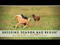 BREEDING SEASON on the homestead - Introducing New Horses Safely - WILL THEY ALL GET ALONG?