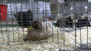 MJ PigeonPoultryRabbit Show Pt 2