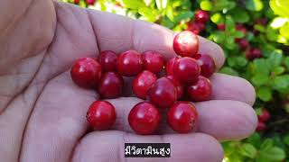 เก็บผลไม้ป่าสวีเดนLingonberry 🍒🇸🇪