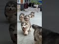 Cute Puppies 🥰♥️ super funny Alaskan malamute dogs ♥️