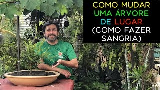 Como Mudar Uma Árvore de Lugar (Como Fazer Sangria)