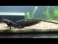 axolotl mating dance male and female black mels