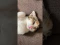 白目むいて寝る子猫が怖すぎる…ww