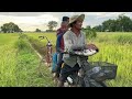 grilled fish at the rice fields and harvesting rice crops