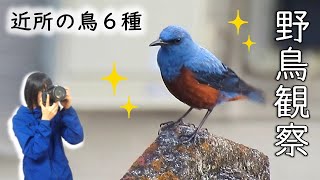 イソヒヨドリいっぱい！近所の鳥６種《コンデジ野鳥観察日記#7》