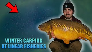 BEATING THE FREEZE - Winter carp fishing at Linear Fisheries with Lewis Brown