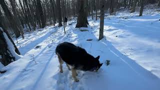 1-20-25 Day after the snowstorm - hiking with Kara our German Shepherd