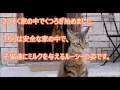 【感動】「一緒に暮してもいいよね！」野良猫の親子を見つけた愛犬が猛アピールしてきた！さっそく家族に迎えてみると・・・