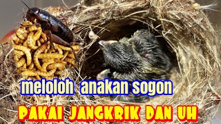 MELOLOH ANAKAN SOGON MUDAH