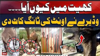 Landlord chops off camel’s leg in Sanghar - Sad News #camel #arynews