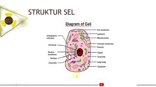 Struktur Sel, Radiobiologi