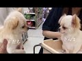 運命的な出会いでした💘 双子のチワワ さんまとすだちをお迎えするまで🐶🐶【twins】