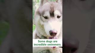 Surprising facts about dogs #shorts