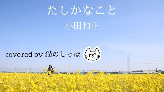 ウクレレとバイオリンで小田和正　たしかなこと  covered by 猫のしっぽ【保護猫プロジェクト Support cats' welfare】