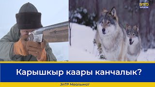 Карышкыр каары канчалык?