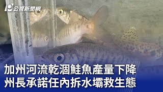 加州河流乾涸鮭魚產量下降 州長承諾任內拆水壩救生態｜20240131 公視新聞全球話