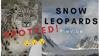 Incredible zoom capture of snow leopard \u0026 blue sheep   #snowleopard #bluesheep #ibex