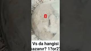 1-? 2-Zəhərli hörümçək