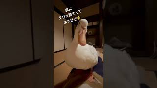 鼻にダウンが詰まっちゃったアヒルの大福さん