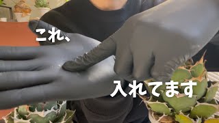 ［新常識！？］アガベがぐんぐん成長してしまう◯◯を用土に入れてます！