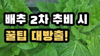 김장배추 2차 추비 시 해야 할 일 4가지!(2023.9.30)(#김장배추2차추비,#병충해방제,#물주기)