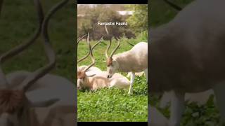 Addax Antelope Amazing superpower🦸 that's change the color🎨#nature