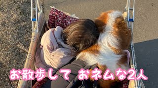 《鴨川散歩してきたよ》 ピレバニ グレートピレニーズ