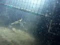 underwater video of macrobrachium rosenbergii