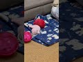 遊び疲れて眠たい…ポメラニアンのキキちゃん🐶💤