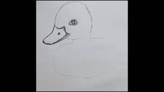 duck drawing for beginners