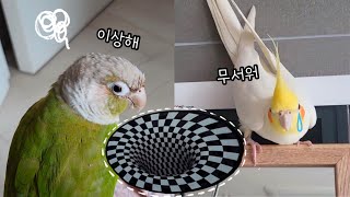 Parrots' reaction with The optical illusion lug | Kkum, Sarang