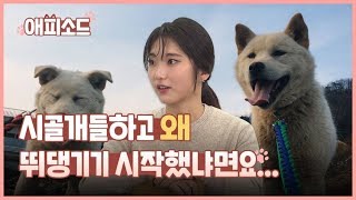 [애피소드] 목줄과 산책은 시골개를 얼마나 행복하게 할까(feat. 조은해 유튜버) / KBS뉴스(News)