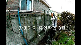 장미가지유인작업을끝으로#이제그아름다운꽃을#볼날만기다리면된다#ㅎ