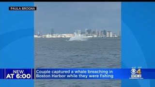 Stunning videos show close whale encounters in the Boston Harbor