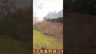 野豬看到噴子盡然不怕，還想攻擊喪彪 #funny #動物世界 #animals #搞笑 #科普