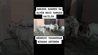 Bakıda Saanen Və Alpin Kecileri Satilir.    051_070(888-82-81) #inek