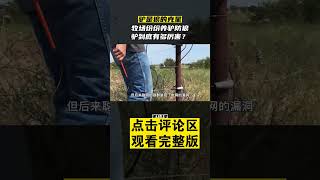 Pt1/3 美国牧场养驴杀狼，牧羊犬原地“失业”，驴的战斗力有多强？#船长动物园 #动物科普 #驴 #shorts