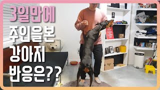 Doberman❤️ 3일만에 주인을 본 강아지 반응 은?? (feat. 도베르만 블랑)