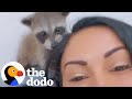 Rescued Raccoon Becomes Obsessed With Painting | The Dodo