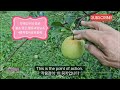 사과착색에 왕도 王道 가 있다 .there is a quick way to color apples. 사과착색 왕도 사과착색도우미 사과착색제 미량요소 붕소.망간. 문경사과 문경