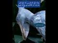 سبحان الله الخالق علاء عبدالخالق درويش strangest sounds