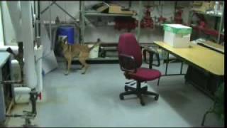 K9 Detection Training. Passive Alert