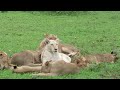 huge 22 birmingham pride of lions with 2 white lions kruger national park