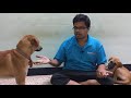 Kombai Stars Video-38(reasons to choose female dogs over male dogs for your home)