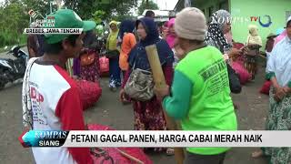 Petani Gagal Panen, Harga Cabai Merah Naik