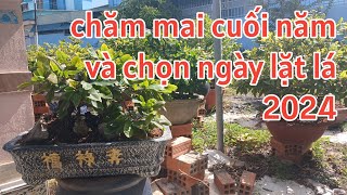 Chọn ngày lặt lá mai miền nam - những  lưu ý chăm mai cuối năm (24-11-24 al)