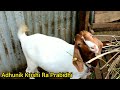 बोयर बाख्रा पालन सम्बन्धि सम्पुर्ण जानकारी boar goat farming