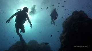 Scuba Diving in Koh Tao - August 2015 highlights