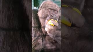 Her favourite vegetable, peppers!  #gorilla #eating #asmr #satisfying