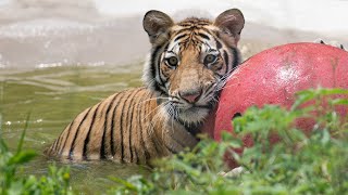 The cost of America's tiger problem